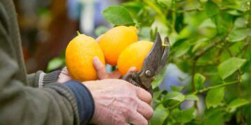 faire pousser un citronnier à partir d'un pepin